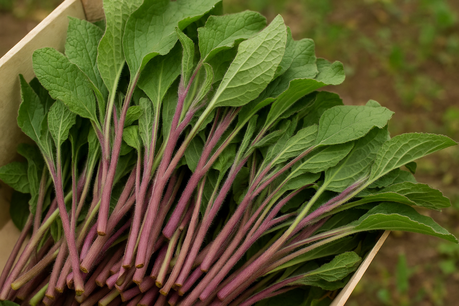 Kaldırık Otu: Karadeniz'in Mavi Mucizesi