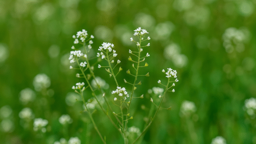 Çoban Çantası Otu
