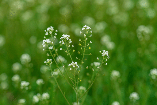 Çoban Çantası Otu