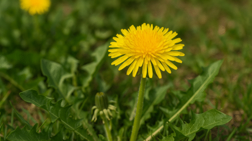 Karahindiba Otu
