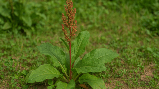 Labada Otu
