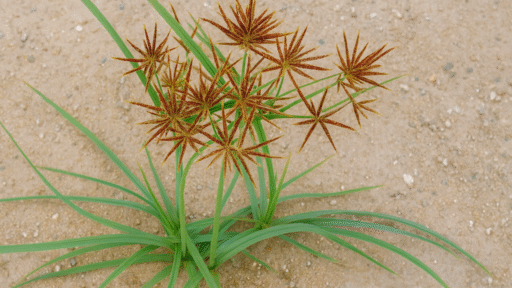 Topalak Otu