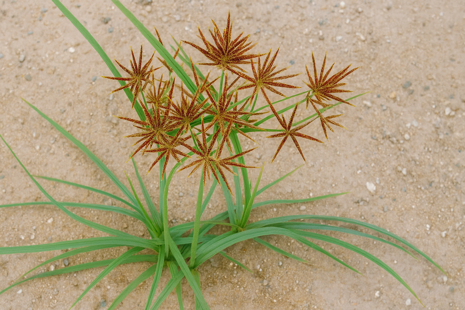 Topalak Otu